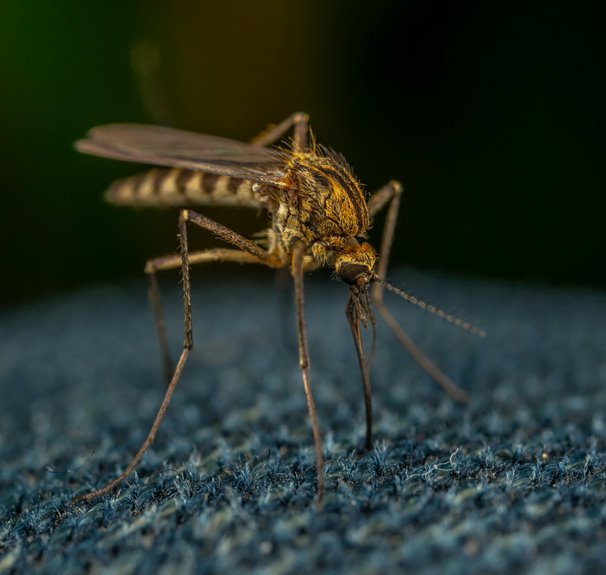 getting rid of backyard mosquitoes permanently